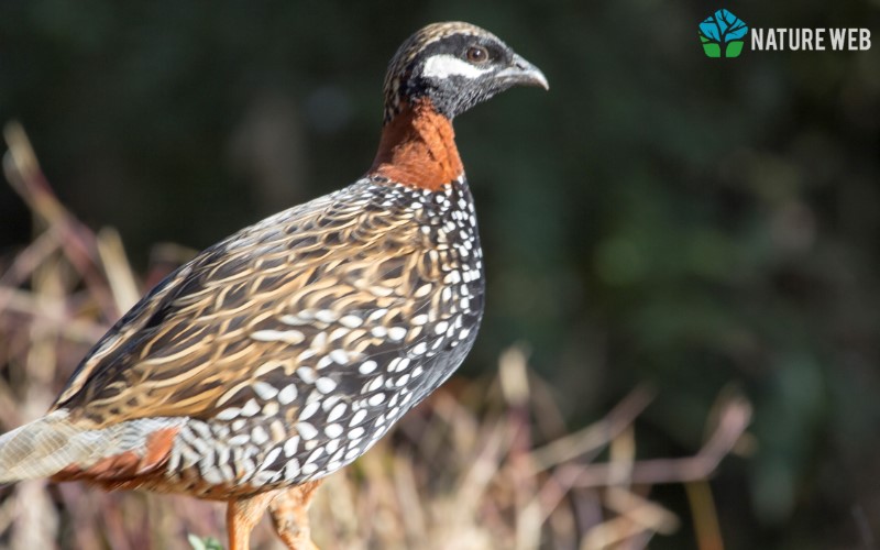 Black Francolin